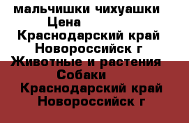 мальчишки чихуашки › Цена ­ 10 000 - Краснодарский край, Новороссийск г. Животные и растения » Собаки   . Краснодарский край,Новороссийск г.